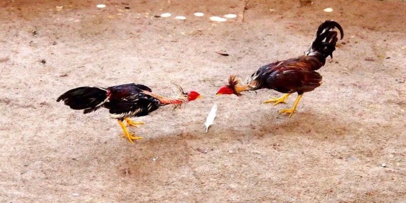 Trò chơi đá gà TT88 siêu hấp dẫn