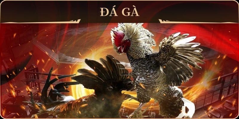 Đá gà TT88 sân chơi nhiều ưu đãi